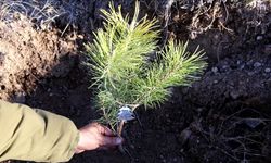 Tohumdan Ağaca Keşif: Yozgat'ta Doğa Sevgisi Küçük Yaşta Başlıyor