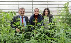 Topraksız Tarımda Kenevirin Sırları Yozgat’ta Çözülecek