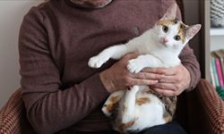 Türkiye’de Yapılan Çalışma Dikkat Çekti: Evdeki Sigara Dumanı Evcil Hayvanları Düşündüğünüzden Fazla Etkiliyor