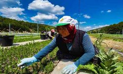 Türkiye'nin Fidanları Yozgat'ta Üretiliyor: Rakam Şaşırtıyor