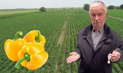 Yerköy'de Nesilden Nesile Aktarılan Ata Tohumu: Sarı Dolma