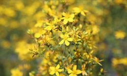 Yozgat Bozok Üniversitesi'nde Önemli Çalışma: "Bitkisel Olduğu İçin Zararsız” Yanılgısı