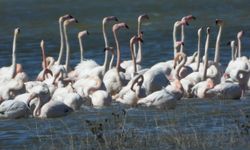Yozgat Gelingüllü Barajı’nda Jandarma Kuşların Koruyucusu Oldu