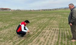 Yozgat Tarım ve Orman Müdürlüğü Uyardı: Hububat Tarlalarında Kritik Önem