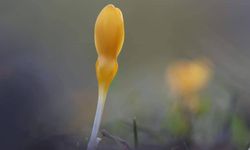 Yozgat'ta Baharın Müjdecisi Çiğdemler Açtı