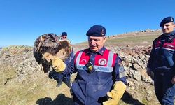 Yozgat’ta Dikkat Çeken İhbar: Doğada Bulunan Canlı İçin Ekipler Harekete Geçti