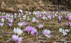 Yozgat’ta Doğa Canlandı: Baharın Renkleri Her Yeri Süsledi