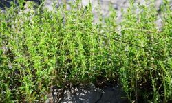 Yozgat’ta Kekik Toplama Tartışması: Köylülerden Uyarı