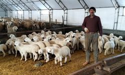 Yozgat'ta Küpeler Takılıyor, Aşılar Tamamlanıyor