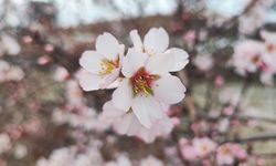Yozgat’ta Mevsimler Karıştı: Meyve Ağaçları Erken Çiçek Açtı