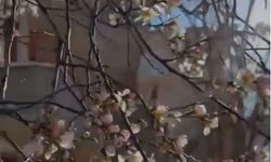 Yozgat'ta Meyve Ağaçları Çiçek Açtı: Vatandaşlar Endişeli