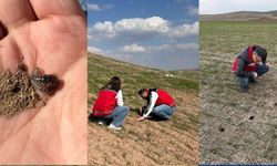 Tarlalarda sessiz tehdit: Yozgat’ta ekipler alarma geçti