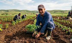 Yozgat’ta Üreticilere Önemli Mesaj: Sebze Fideleri İçin En Doğru Zaman Açıklandı