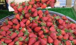 Sezonun İlk Çilekleri Tezgahlarda: Yozgat’ta Kilosu 120 TL