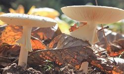 Yozgat’tan Kritik Uyarı: Doğada Masum Görünen Tehlike Sağlığınızı Riske Atabilir