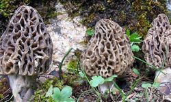 Vatandaşlar doğada “hazine” buldu: Yozgat’ta kuzu göbeği mantarı bereketi