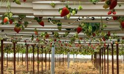 Almanya’da eğitim aldı, Türkiye’de  başarıyı yakaladı