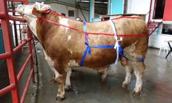 Bayrama 1,5 ay kala hareketlilik: Tonluk kurbanlıklar satışa çıktı