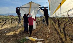Yozgat’ta üreticiler alarma geçti: Bağlar doluya karşı korunuyor