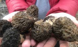 Doğadan gelen kazanç: Kilosu 1500 liraya alıcı buluyor