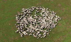 Kırsalda yeni dönem: Genç besicilere destek paketi açıklandı