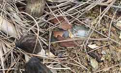 Ormanlar Gelir Kapısına Dönüştü: Kuzu Göbeği Bereketi