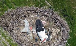 15 Yıllık Komşu Hikayesi: Leylek “Ciran” Ailenin Maskotu Oldu