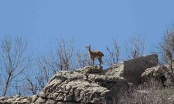 Akdağmadeni’nde doğa mucizesi: Dsayıları artıyor