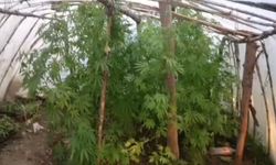 Sera Değil Uyuşturucu Tarlası: Kilolarca Skunk Ele Geçirildi