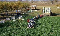 Aynı kökten 20 kez hasat veriyor! Bahçesine diken zengin oluyor