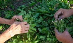 Pazarda yüzüne bakılmıyor! Meğer dünyanın en sağlıklı sebzesiymiş