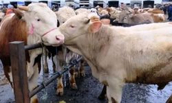 2026 kurbanlık fiyatları ne kadar oldu? Kurbanlık hisseleri ne kadar?