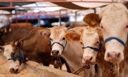 Kurban seçerken bunlara dikkat edin! İşte kurbanlık hayvan seçmenin püf noktaları