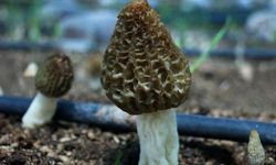 Doğada kendi kendine yetişiyor! Kilosu 4 bin liradan satılıyor