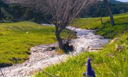 Yozgat'ta görsel şölen: Bahar doğayı sardı