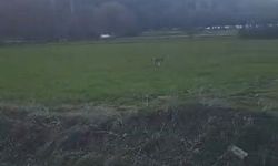 Akdağmadeni'nde Nesli Tükenmekte Olan Vaşak Görüldü