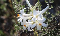 Babadan Kalan Mirası Yaşatılıyor: Litre Başına 5 Bin Euro