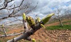 Antep fıstığında bahar alarmı: Ağaçlarda gizlenen tehlike yayılıyor