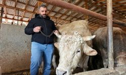 Dudak uçuklatan fiyat: 1 tonluk “Paşa” alıcısını bekliyor