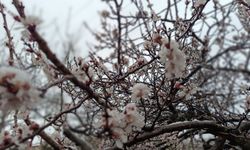 Bahar Beklenirken Kış Geri Döndü: İlkbahar Karı Ağaçları Beyaza Bürüdü