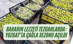 Baharın Lezzeti Tezgahlarda: Yozgat’ta Çağla Sezonu Açıldı
