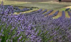 Çekerek'ten Sonra Sorgun'da Lavanta Kokacak