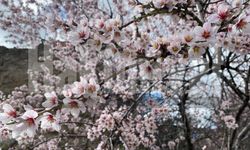 Çiçekler Açtı, Şehir Değişti: Yozgat’ta Göz Kamaştıran Manzara