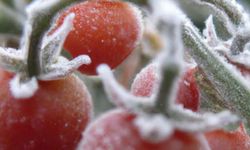 Çiftçiler Aman Dikkat! Yozgat'a Don Uyarısı Verildi