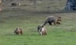 Doğal Yaşamın Sürpriz Misafirleri: Bozayı Ailesi Yozgat’ta Görüntülendi