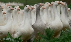 Dünya Standartlarına Uzanan Projede Yozgat ve Bandırma El Ele!