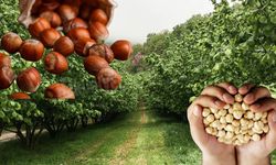 Fındıkta Yüzyılın Krizi: TMO’ya “Oyunları Boz” Çağrısı