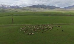 Doğadan Huzur Dolu Kareler: Sığırcık Kuşları  Dans Etti