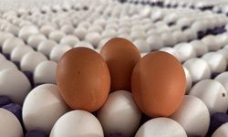 Yumurta İhracatında Şok Artış: Kota 5 Kat Yükseldi, Fiyatlar Ne Olacak