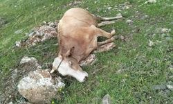 Besiciler İçin Kötü Gün: 5 İnek Telef Oldu